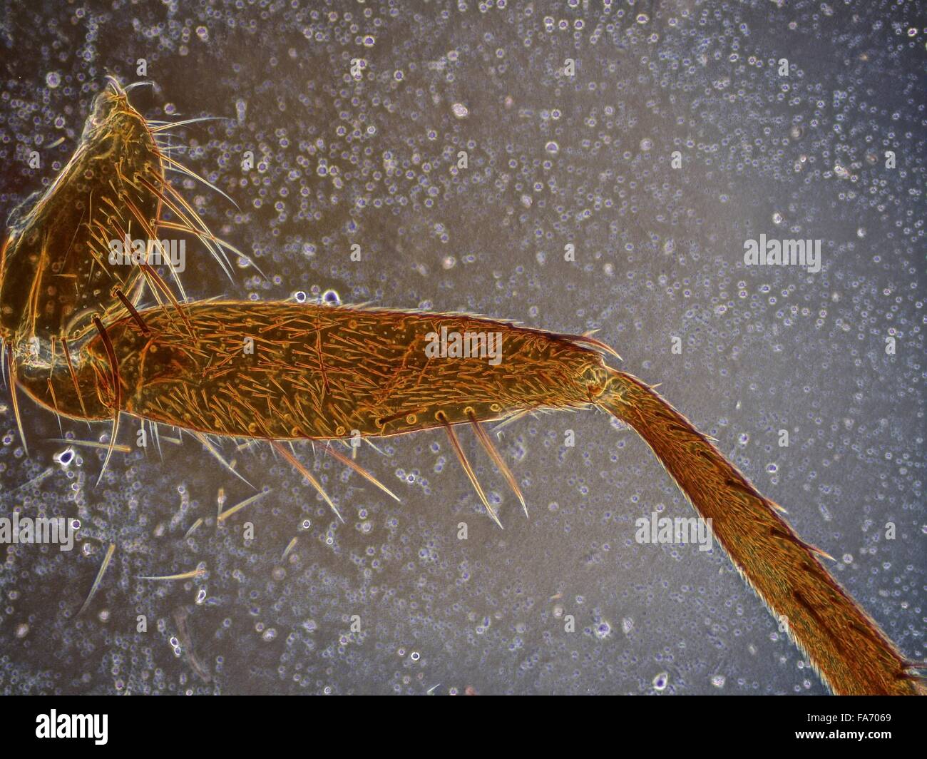La beauté de la biologie sous microscope électronique Banque D'Images