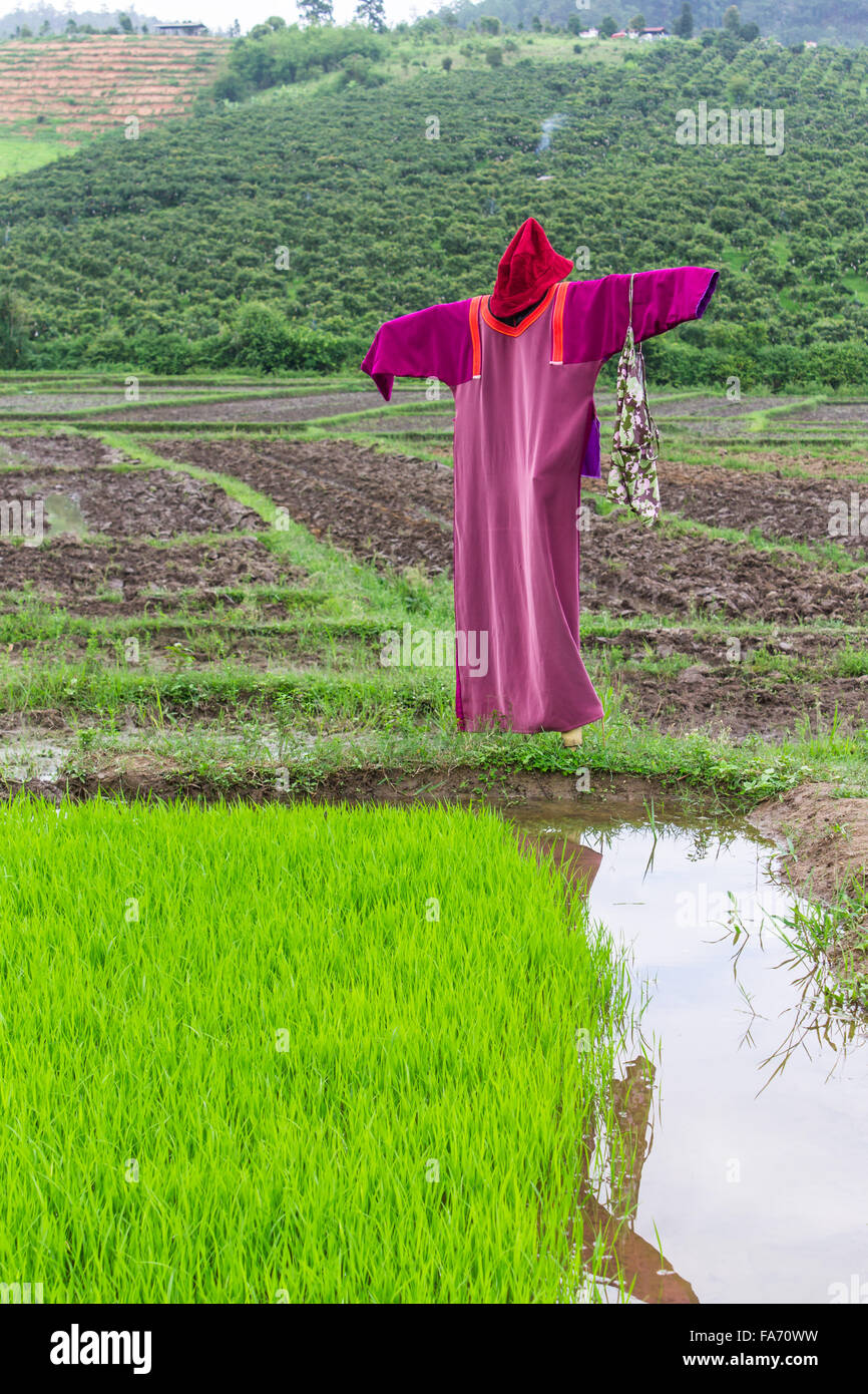 Veste lisu épouvantail champ de riz, la Thaïlande Banque D'Images