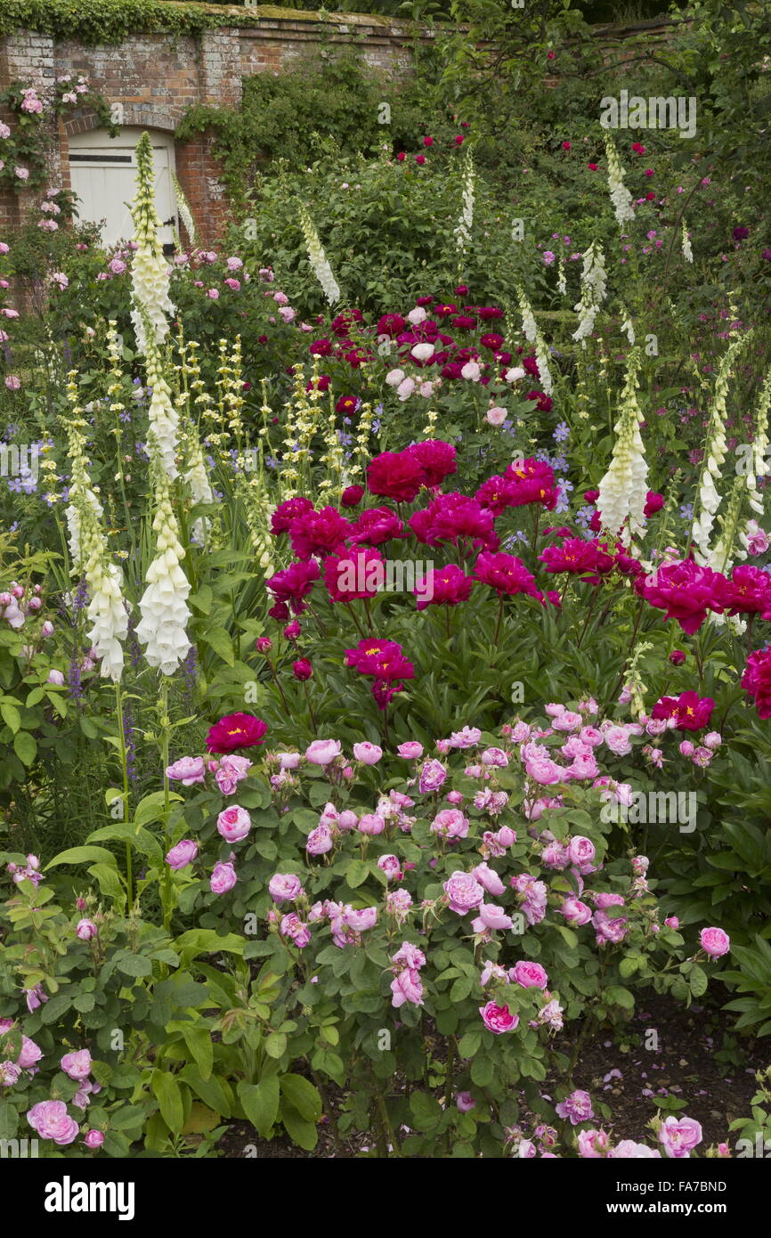 Lits fleuris magnifiquement et frontières à Mottisfont Abbey paroi jardin rose, avec des roses, pivoines, digitales etc à la mi-juin ; Ham Banque D'Images