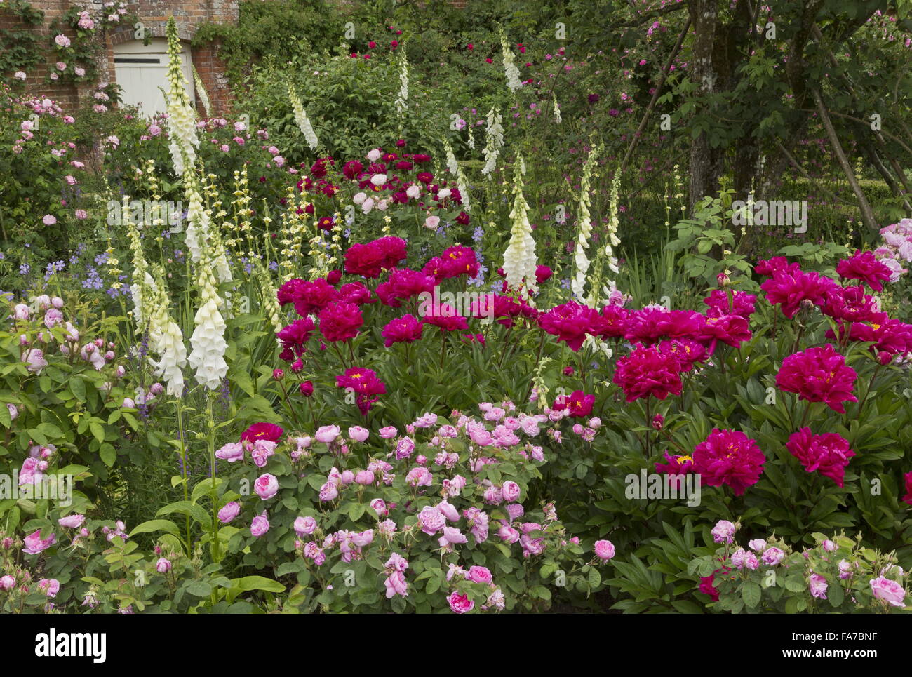 Lits fleuris magnifiquement et frontières à Mottisfont Abbey paroi jardin rose, avec des roses, pivoines, digitales etc à la mi-juin ; Ham Banque D'Images