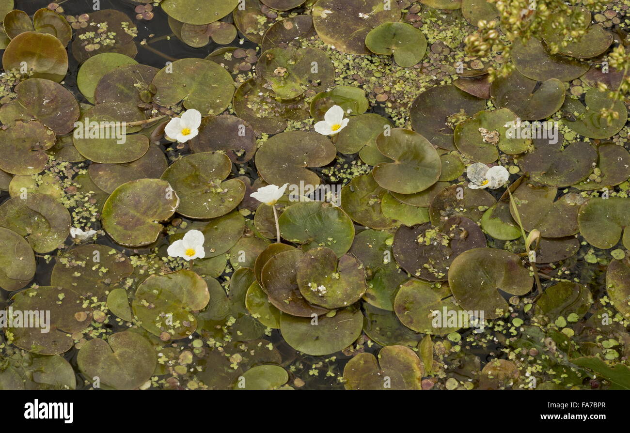 Hydrocharide grenouillette, Hydrocharis morsus-ranae en fleurs en broadland fossé. Banque D'Images