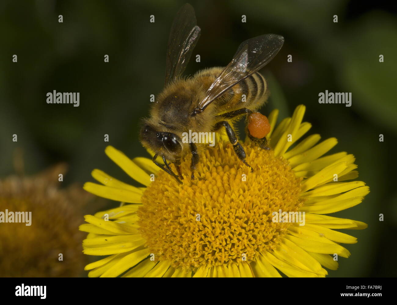 Chargées de pollen sur l'alimentation de l'Abeille fleur vergerette. Banque D'Images
