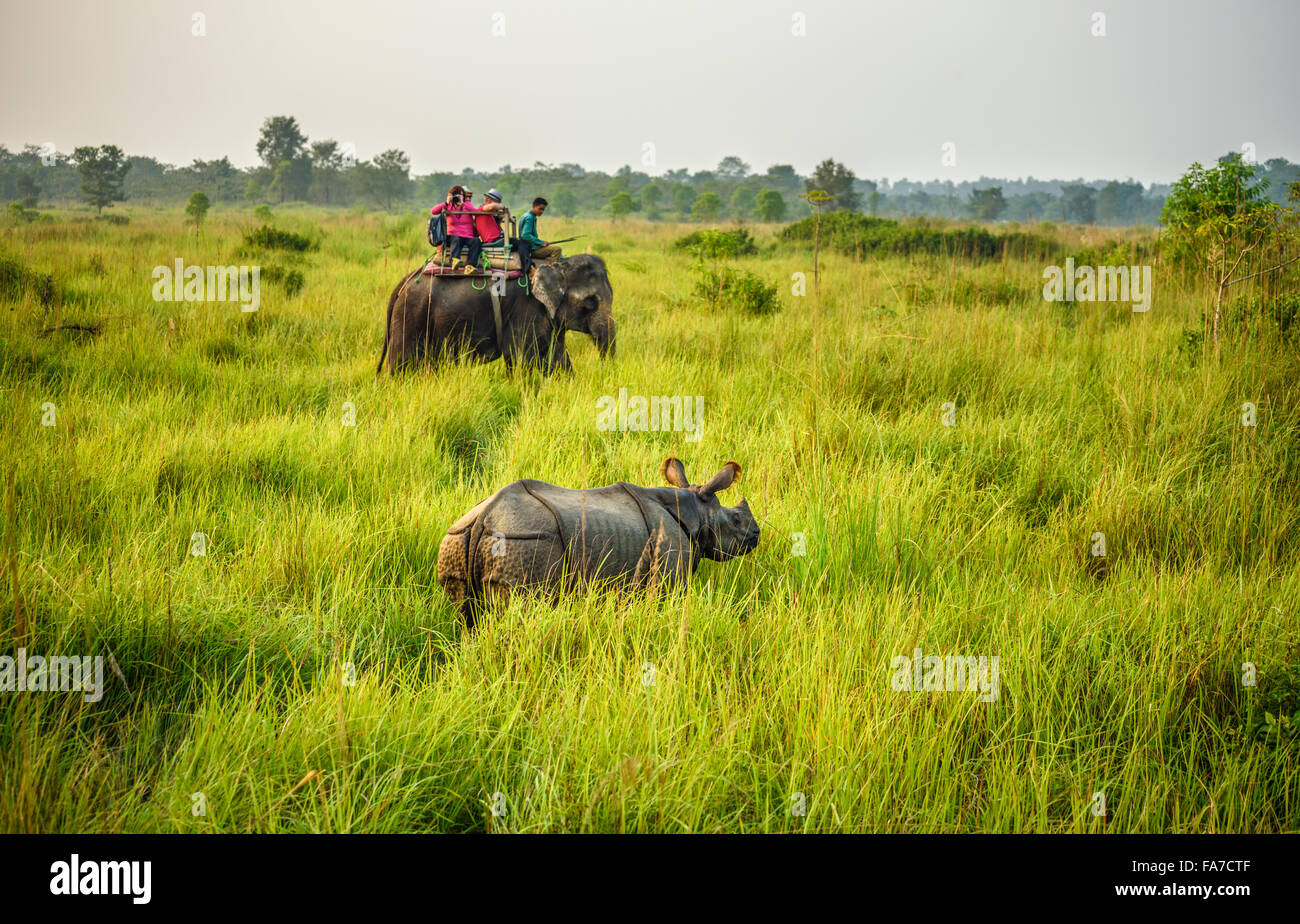 Les touristes à regarder et photographier d'un rhinocéros de l'arrière d'un éléphant dans le parc national de Chitwan. Banque D'Images
