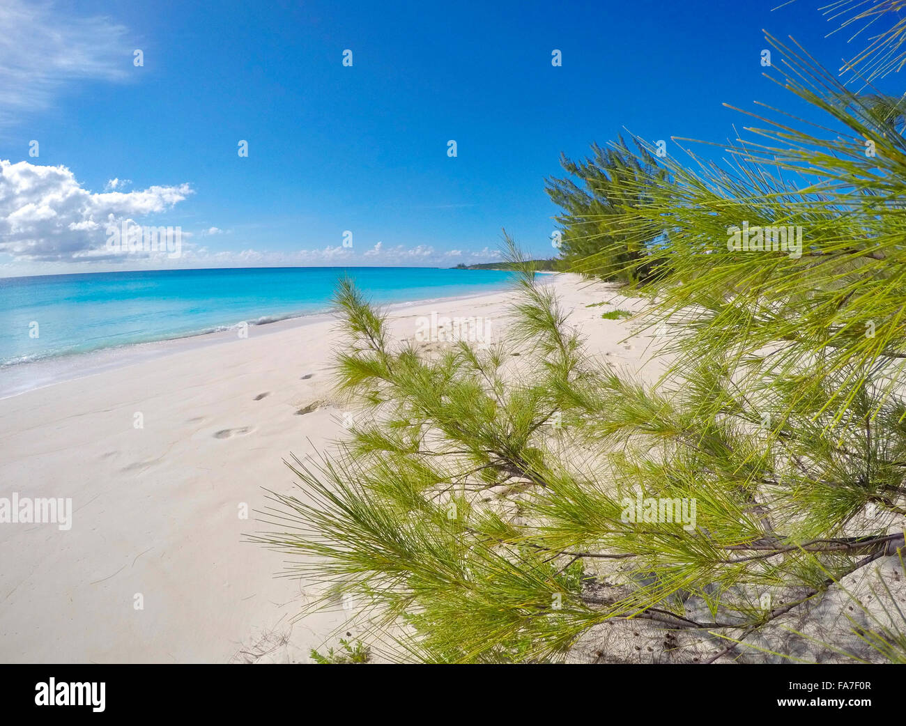 Végétation sur une plage vide à Half Moon Cay, Bahamas Banque D'Images
