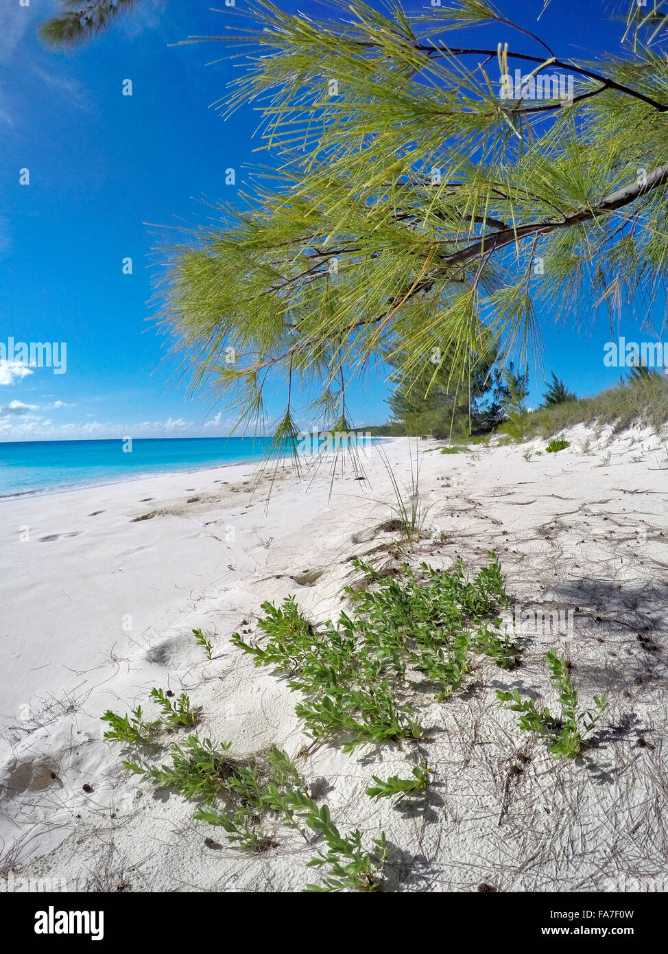 Végétation sur une plage vide à Half Moon Cay, Bahamas Banque D'Images