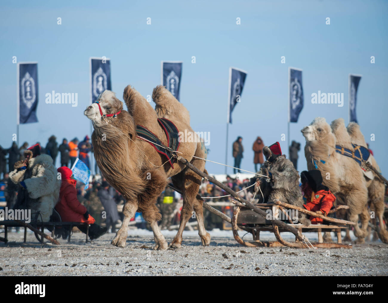Hulun Buir, la Région autonome de Mongolie intérieure. Dec 23, 2015. Les artistes interprètes ou exécutants ride sur des traîneaux de chameau à l'hiver juste Nadam doté d''une série d'événements dans la glace et la neige Hulun Buir, dans le nord de la région autonome de Mongolie intérieure, le 23 décembre 2015. Le festival, qui se déroule du 30 au 1 mars 2016, seront mis en évidence par une série de sports, notamment la lutte mongole, courses de chevaux, l'apprivoiser, le ski et le marathon. Credit : Lian Zhen/Xinhua/Alamy Live News Banque D'Images