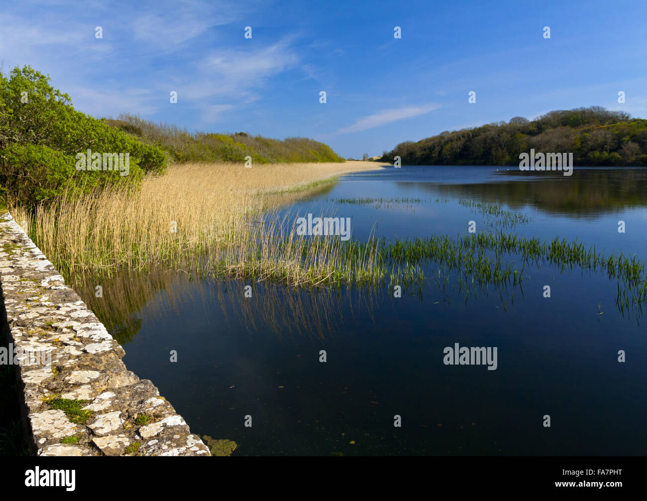 Vue sur étang de Bosherston Lily Pont herbeux à Stackpole, Pembrokeshire. Banque D'Images