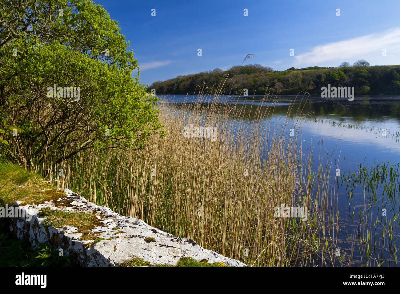 Vue sur étang de Bosherston Lily Pont herbeux à Stackpole, Pembrokeshire. Banque D'Images