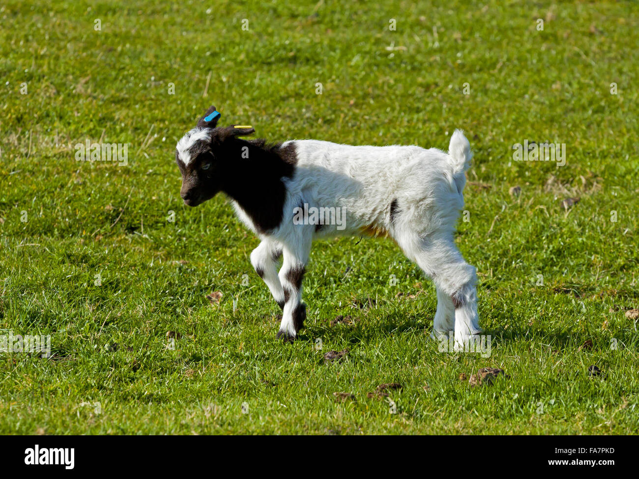 Bagot's kid au chèvre Wimpole Home Farm, Cambridgeshire. Banque D'Images