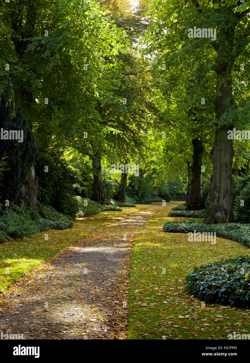 L'Avenue de la chaux en octobre à Biddulph Grange Jardin, Staffordshire. Banque D'Images