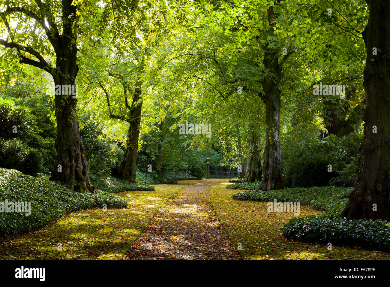 L'Avenue de la chaux en octobre à Biddulph Grange Jardin, Staffordshire. Banque D'Images