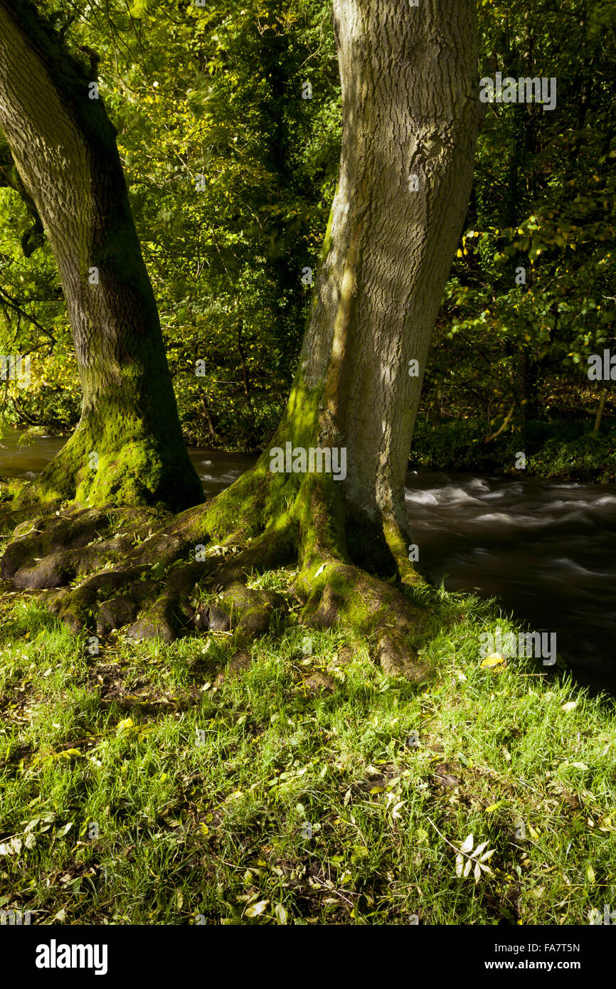 Rivière Dove à Milldale, South Peak Estate, Derbyshire, en automne. Banque D'Images
