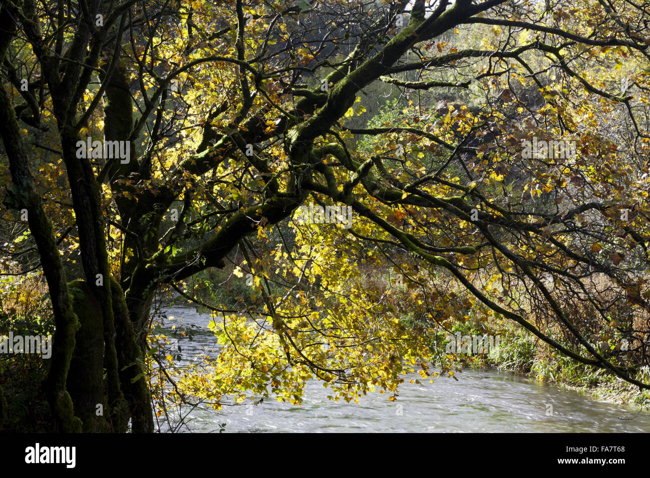Arbre près de Rivière Dove à Hall Dale à Dovedale, South Peak Estate, Derbyshire, en automne. Banque D'Images