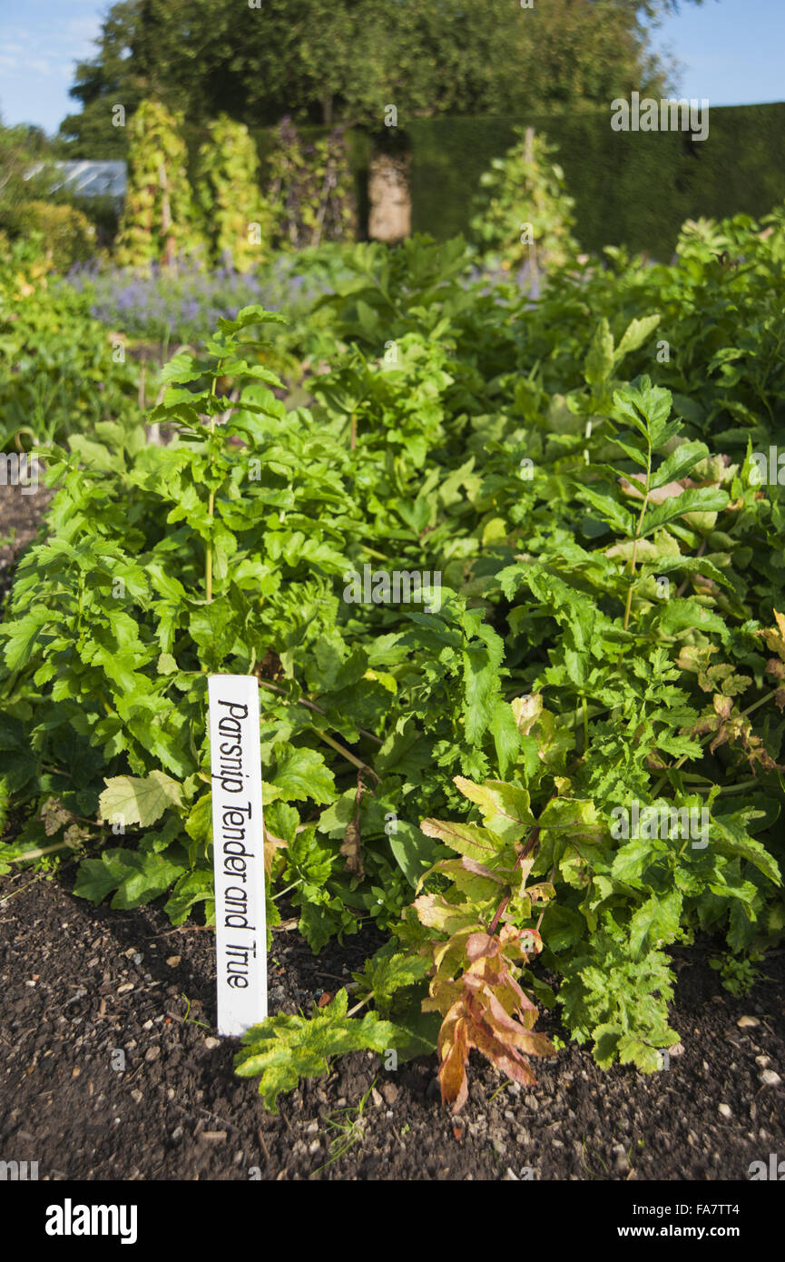 Pour l'étiquette 'Panais tendre et vrai' dans le potager en septembre au jardin Tintinhull, Tintinhull, Somerset. Banque D'Images