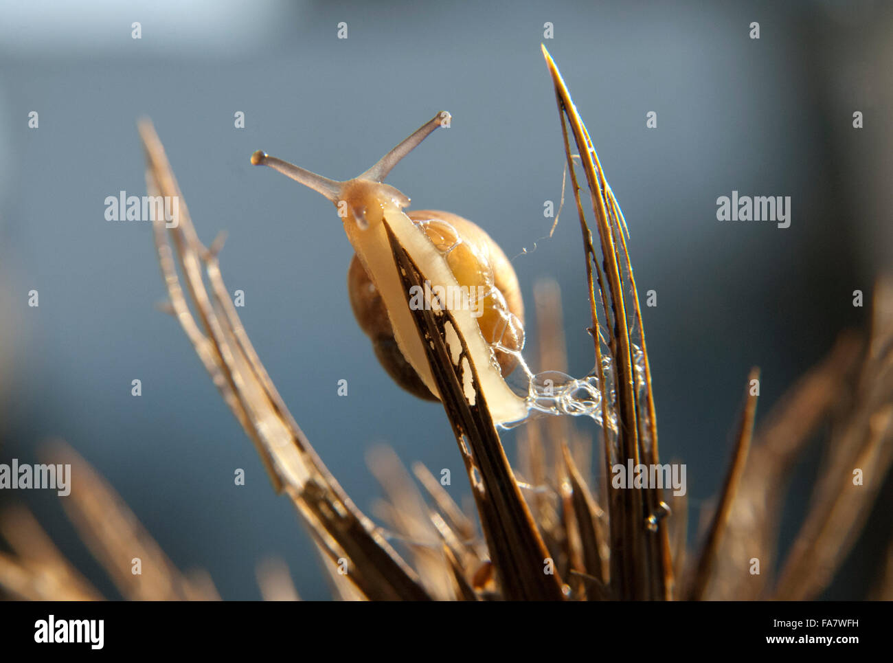 Face inférieure de l'escargot montrant qu'il se hisse jusqu'l'épi d'un chardon Banque D'Images