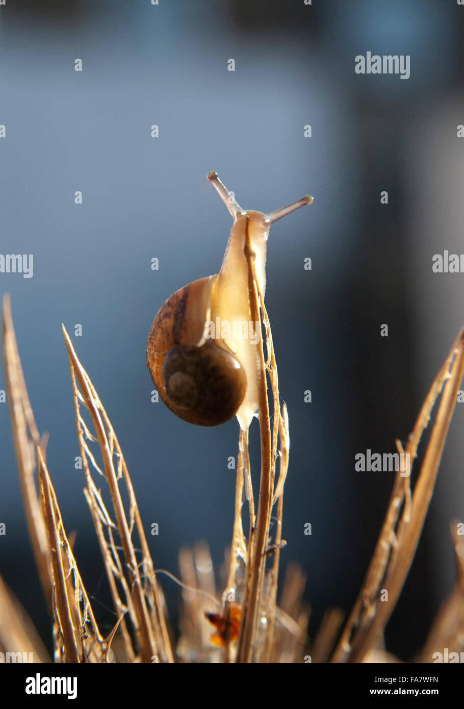 Petit escargot escalade et atteindre le haut d'un chardon Banque D'Images