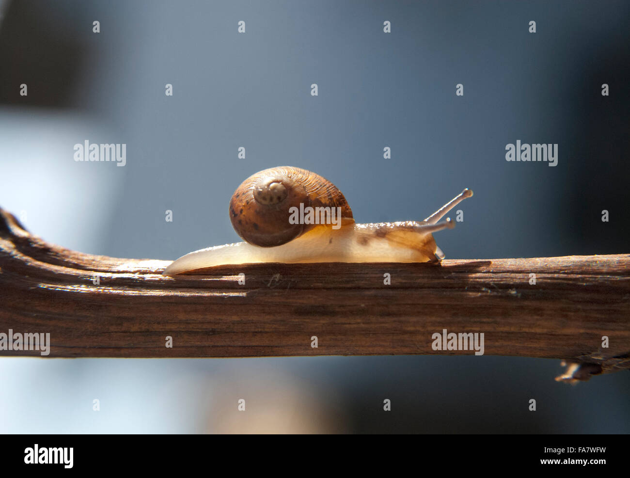 Escargot rampant le long d'une direction générale. retour éclairé par le soleil Banque D'Images