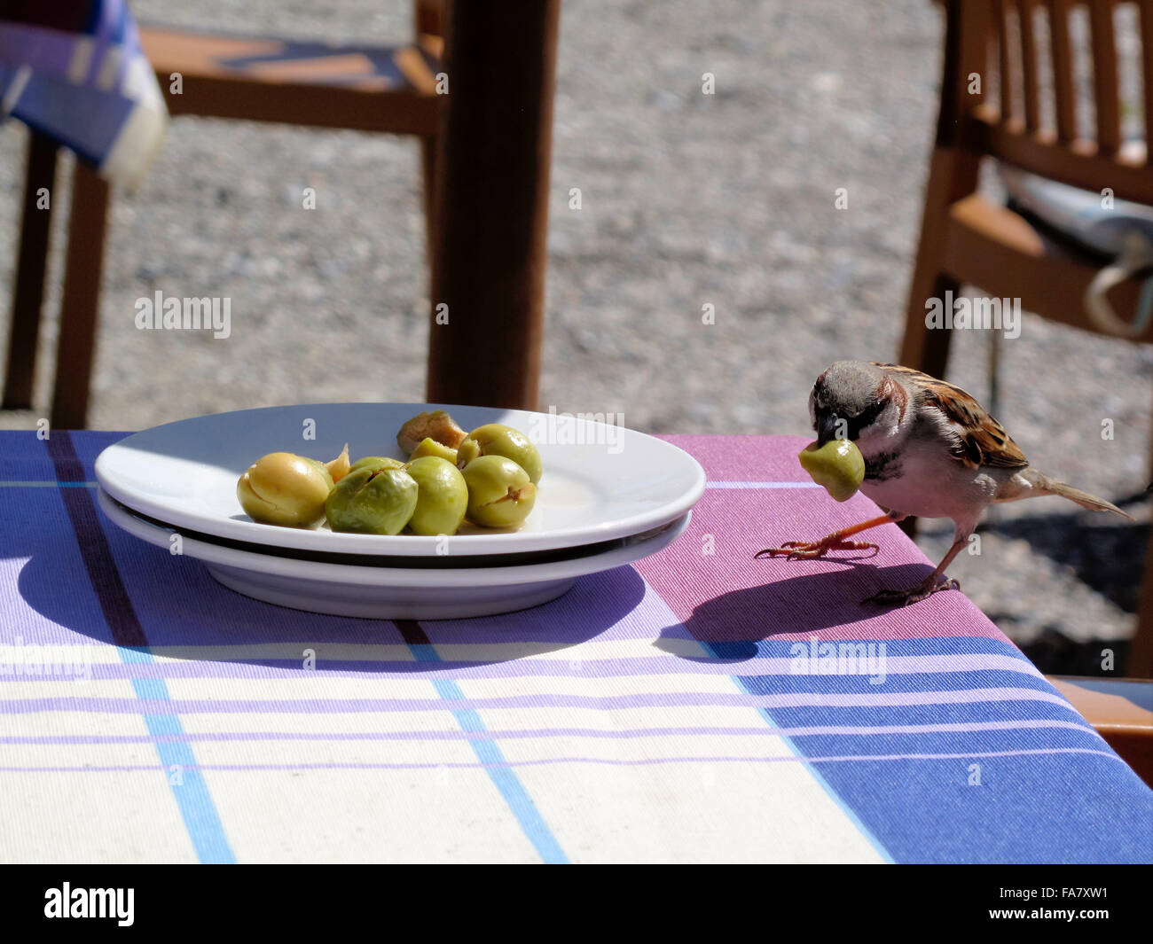 Vol d'un moineau commun dans une assiette d'olive Banque D'Images