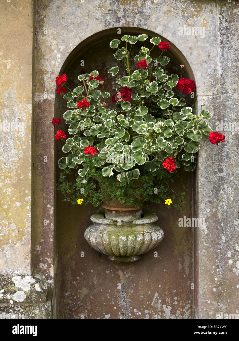 Close up detail de géraniums la floraison dans une urne dans le cadre d'une fonctionnalité dans le jardin à Belton House, Lincolnshire Banque D'Images