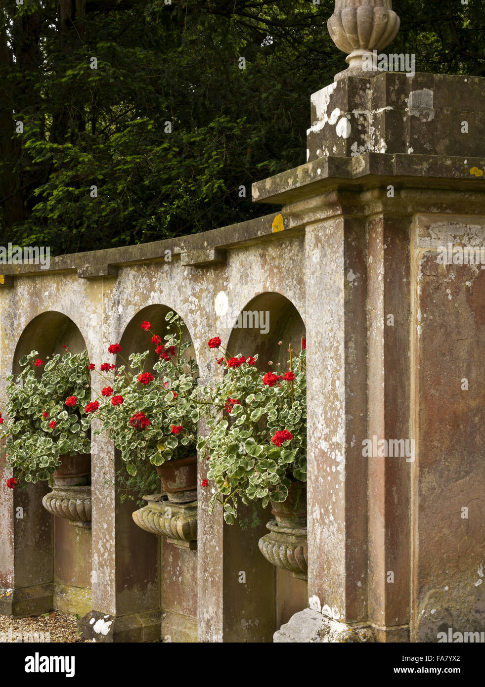 Géraniums dans des urnes en pierre dans le cadre d'une fonctionnalité dans le jardin à Belton House, Lincolnshire Banque D'Images