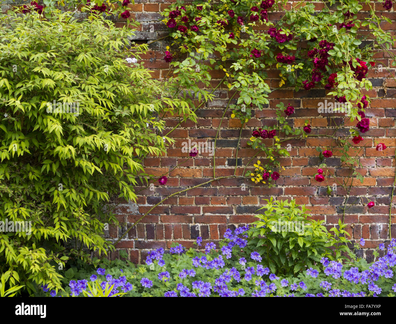Rosier grimpant et fleurs bleues dans le jardin clos à Belton House, Lincolnshire Banque D'Images