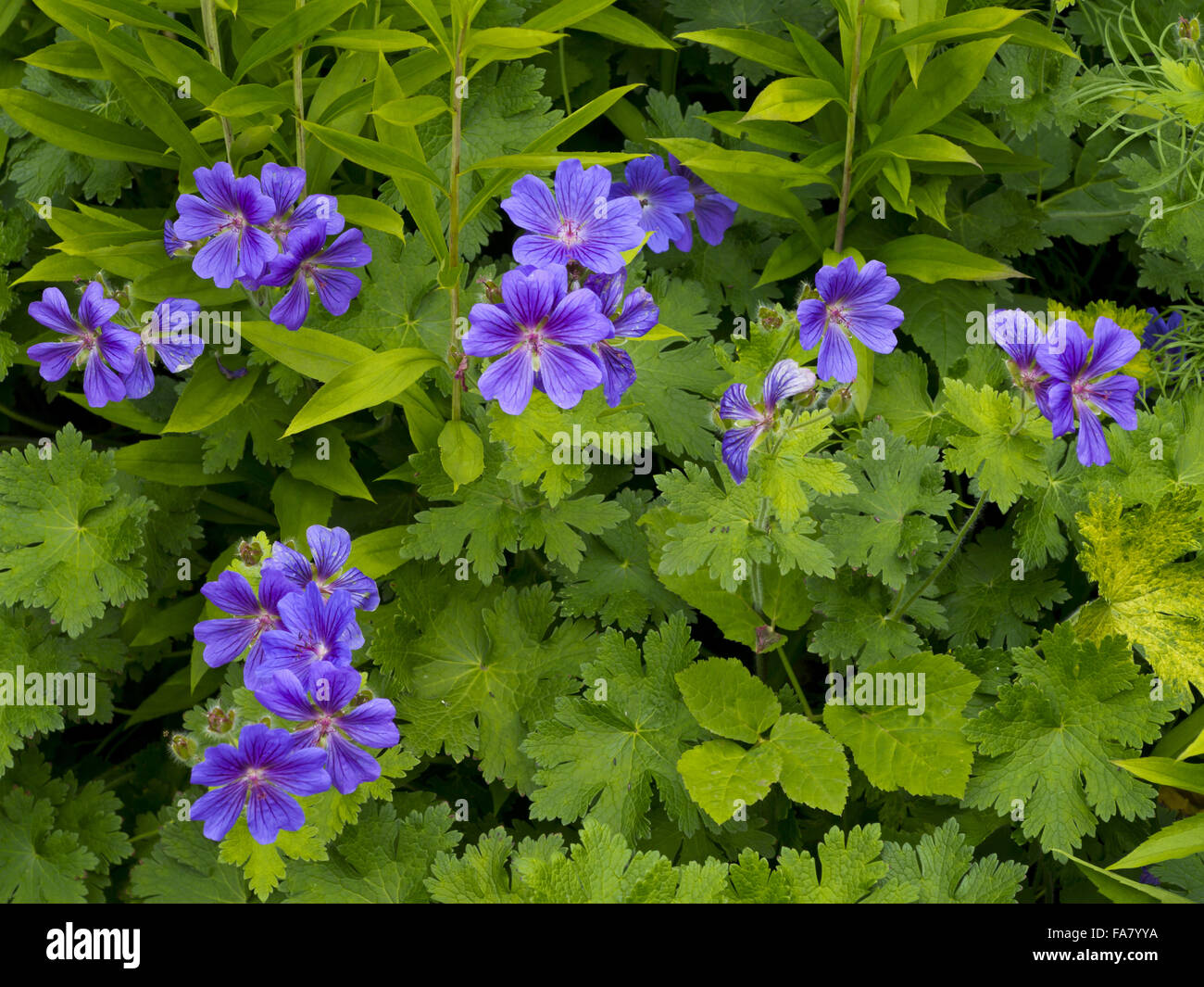 Fleurs bleues dans le jardin clos à Belton House, Lincolnshire Banque D'Images