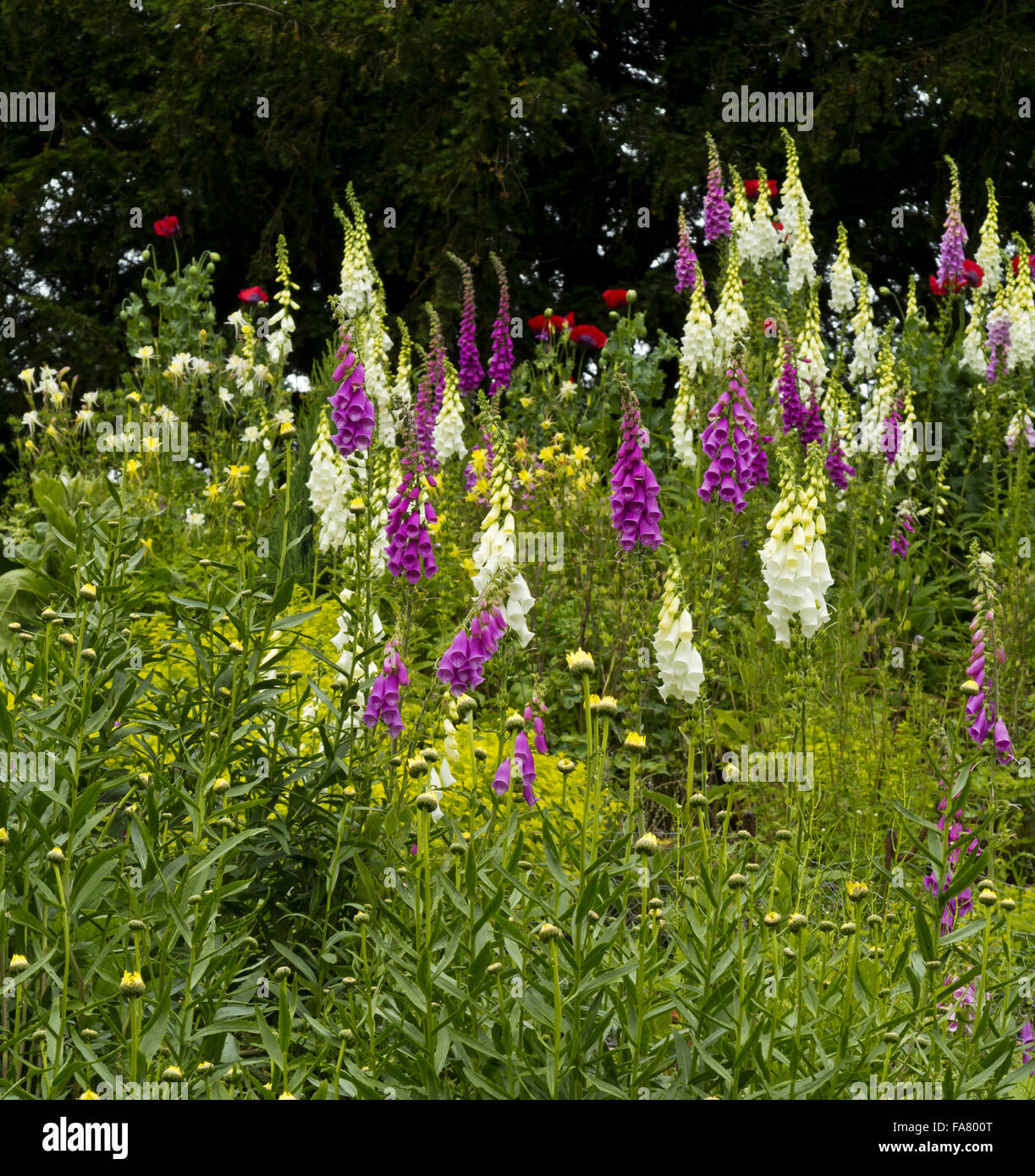 Digitales dans le Swiss Garden à Belton House, Lincolnshire Banque D'Images