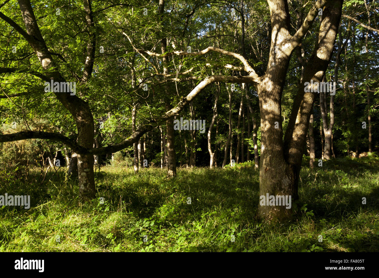 Les arbres en bois à Woodlands Hill dans le Somerset Banque D'Images