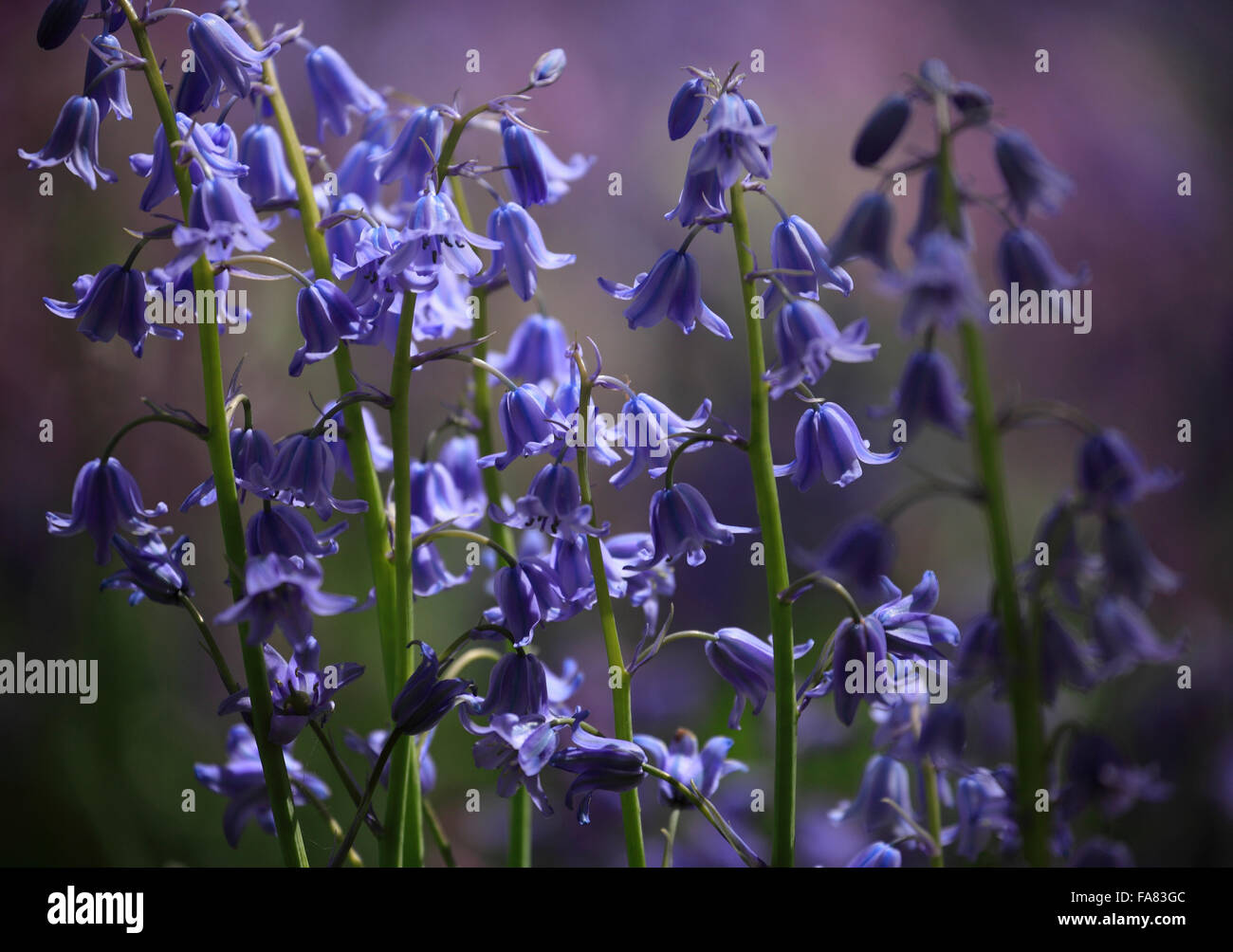 Bluebells de couleur variée, Hyacinthoides non-scripta ou Espagnol Bluebells Hyacinthoides hispanica. Banque D'Images