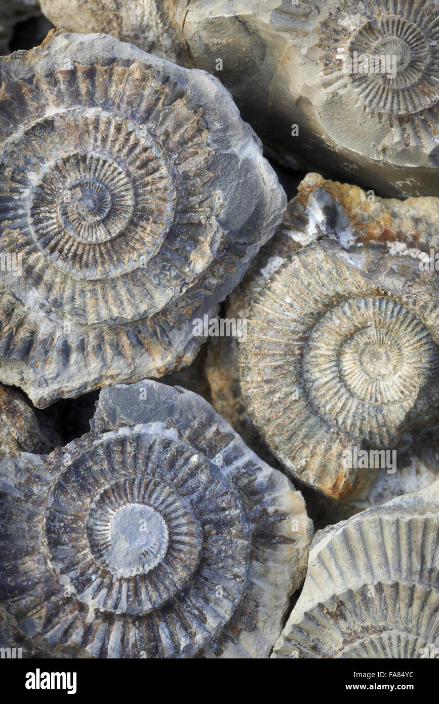 Fermer voir des fossiles à l'alun, Œuvres Loftus désaffectées Yorkshire du Nord. Banque D'Images