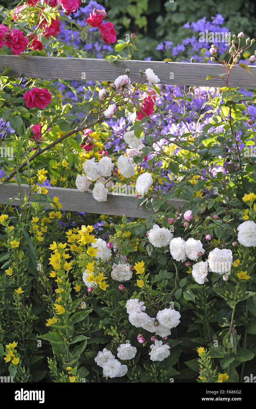 Des fleurs dans le jardin en été à Hill Top, Cumbria. Une fois la maison de Beatrix Potter, Hill Top's Garden est un mélange aléatoire de fleurs, herbes, fruits et légumes. Banque D'Images