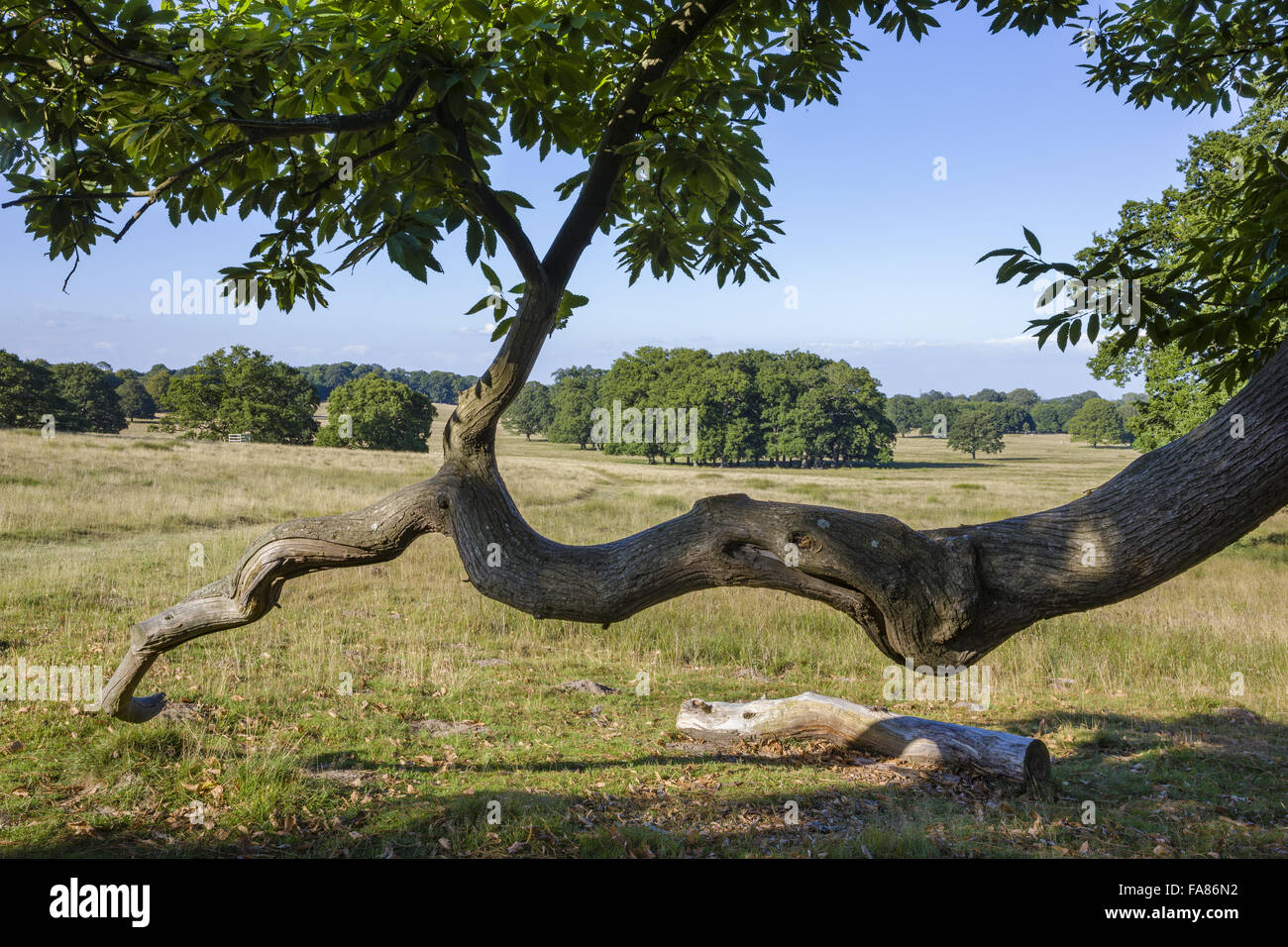 Massifs d'arbres dans le parc à Petworth House et Park, West Sussex. Le parc des cerfs à Petworth a été paysagé par 'Capability' Brown. Banque D'Images