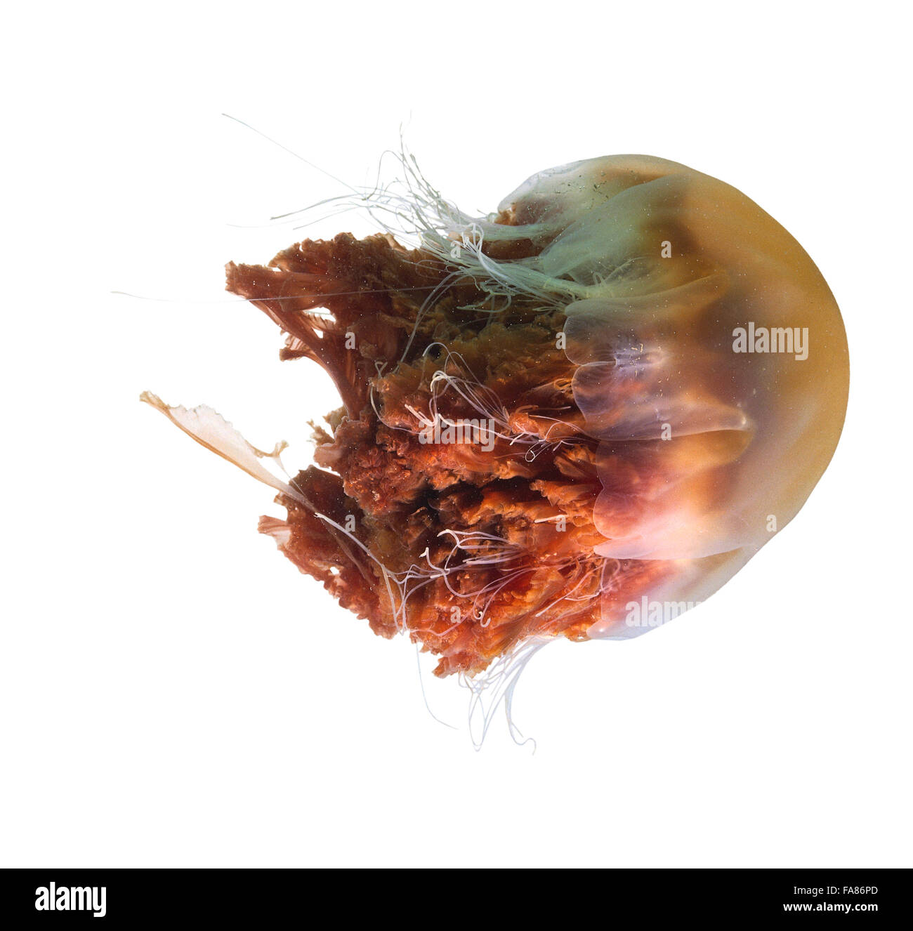 Méduse Banque D'Images