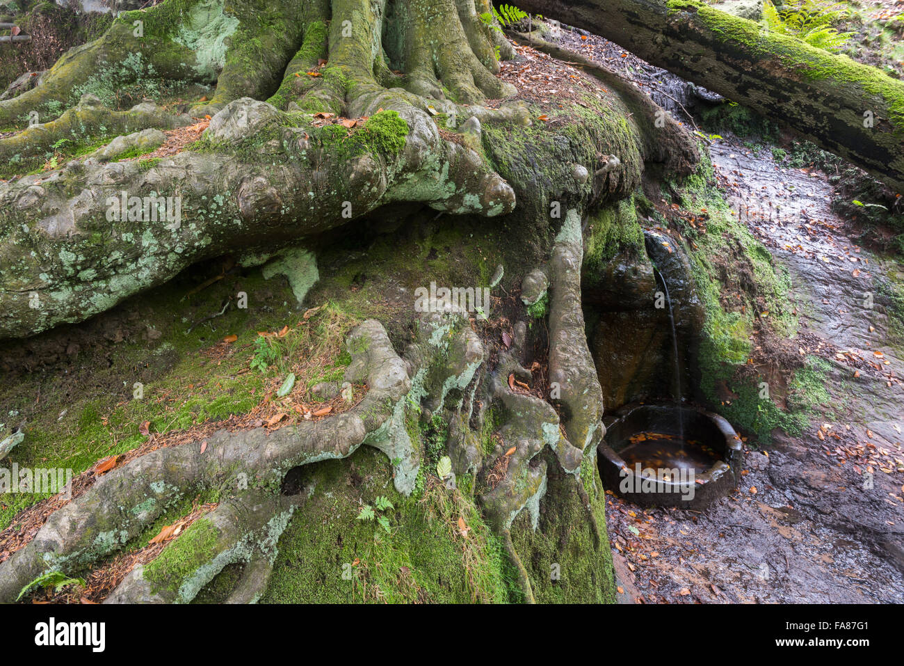 Le Puits à Alderley Edge et campagne du Cheshire, Cheshire. Banque D'Images