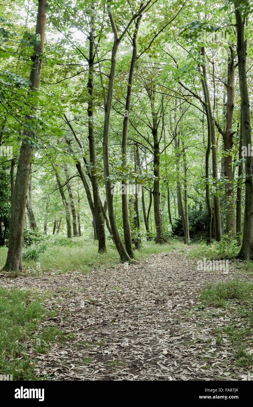 Une vue verticale de certains arbres d'une forêt avec deux chemins Banque D'Images