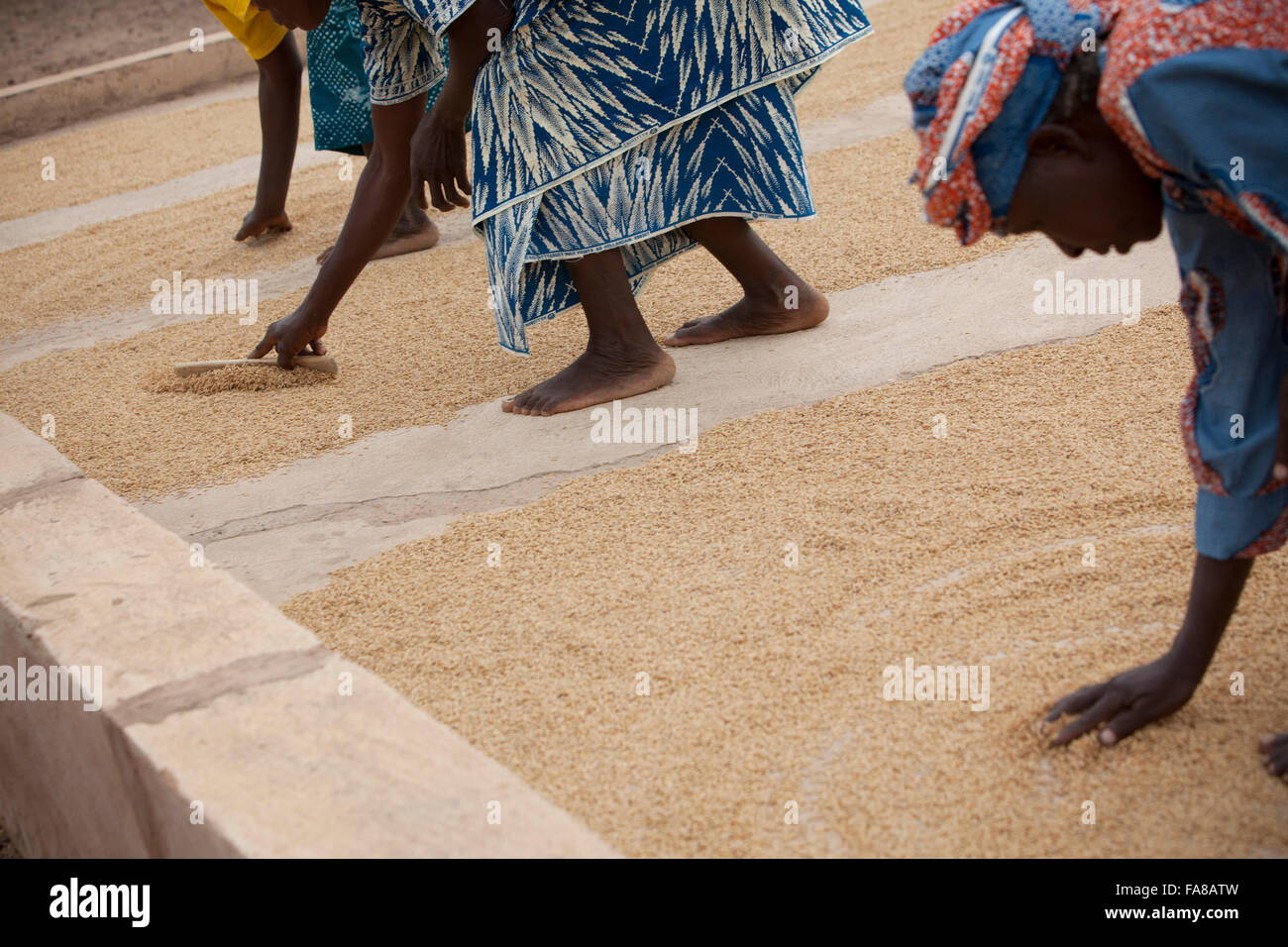 Le riz est séché avant d'être vendu à un groupe de femmes centre de traitement des demandes de la province du Sourou, au Burkina Faso. Banque D'Images