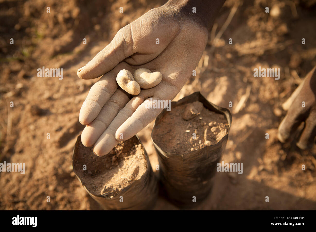 Des semis en pépinière et d'arbres Ministère Banfora, Burkina Faso. Banque D'Images