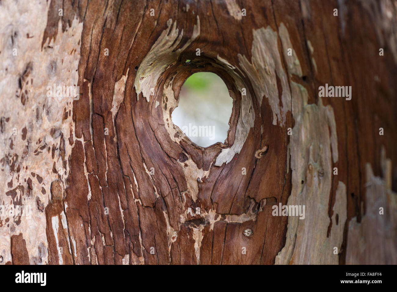 Tronc d'arbre creux avec un trou Banque D'Images