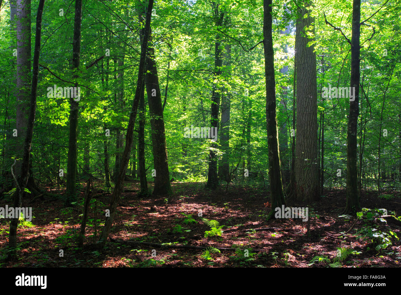 Ombragé peuplement feuillu de la forêt de Bialowieza en été, la forêt de Bialowieza, Pologne,Europe Banque D'Images