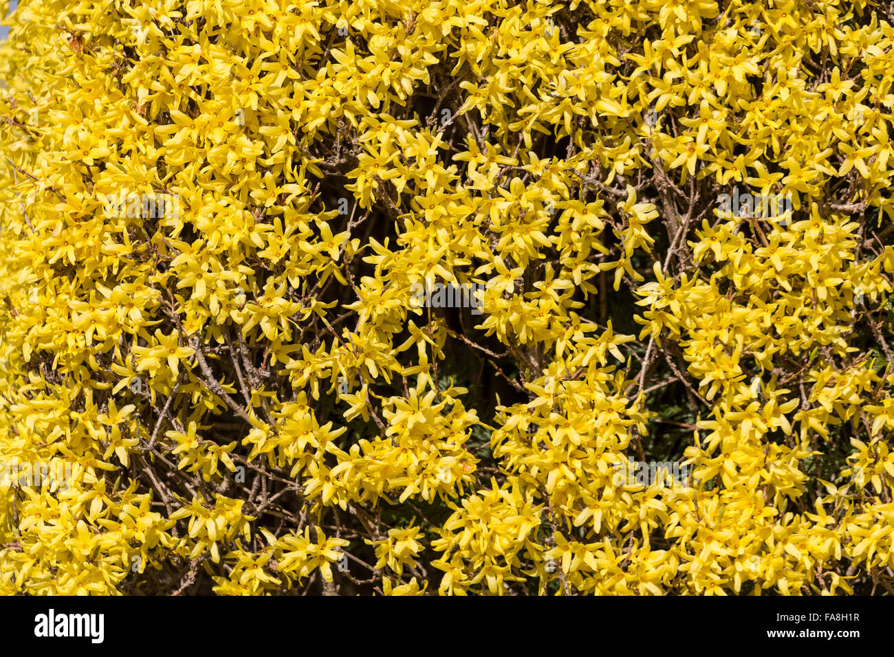Jasmin d'hiver jaune ( Jasminum nudiflorum ) pour le fond Banque D'Images