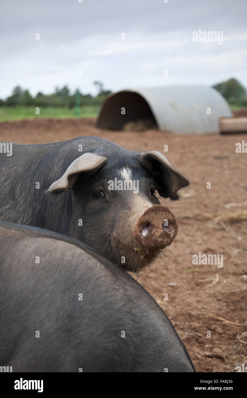 Porcs et de arcs à Broadclyst, ferme communautaire, Killerton Devon. Banque D'Images