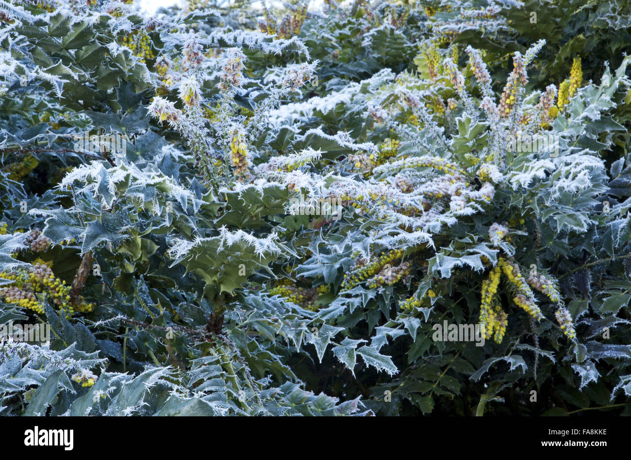 Mahonia x media 'Winter Sun' dans le gel en décembre à l'abbaye d'Anglesey, Cambridgeshire. Banque D'Images