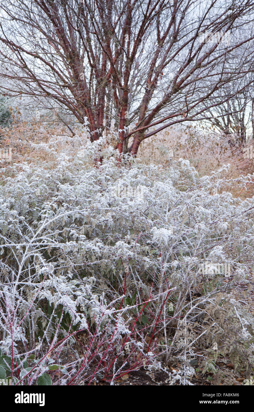 Prunus serrula, Rubus thibetanus 'Silver Fern', Cornus sanguinea 'Winter Beauty' en décembre à l'abbaye d'Anglesey, Cambridgeshire. Banque D'Images