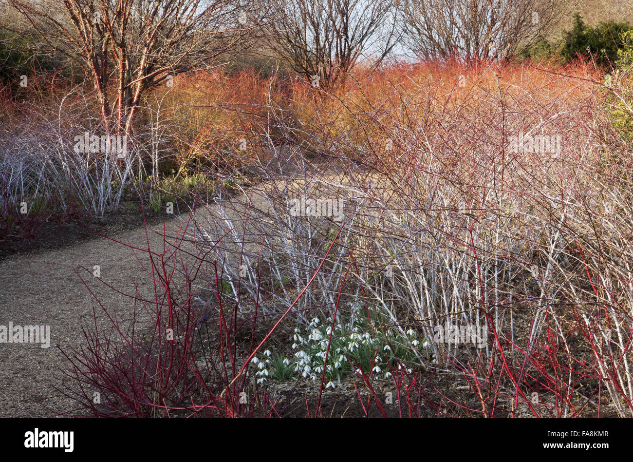 La marche d'hiver en février à l'abbaye d'Anglesey, Cambridgeshire, avec Cornus sanguinea 'Winter Beauty', Rubus cockburnianus, Cornus alba 'Sibirica', syn. Cornus alba 'Westonbirt' et perce-neige. Banque D'Images