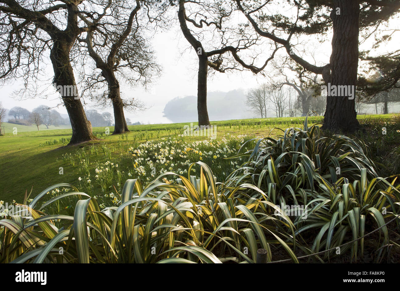 Phormium 'Yellow Wave' et les jonquilles sous les arbres à l'aube du Printemps au jardin de Trelissick, Cornwall. Banque D'Images