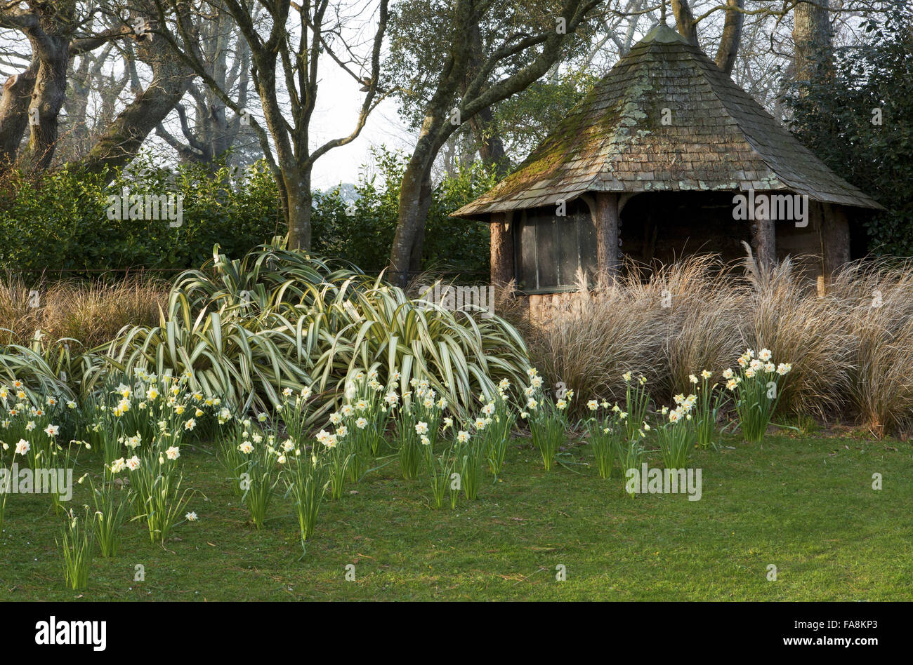 Summerhouse et Phormium 'Yellow Wave', jonquilles au printemps au jardin de Trelissick, Cornwall. Banque D'Images