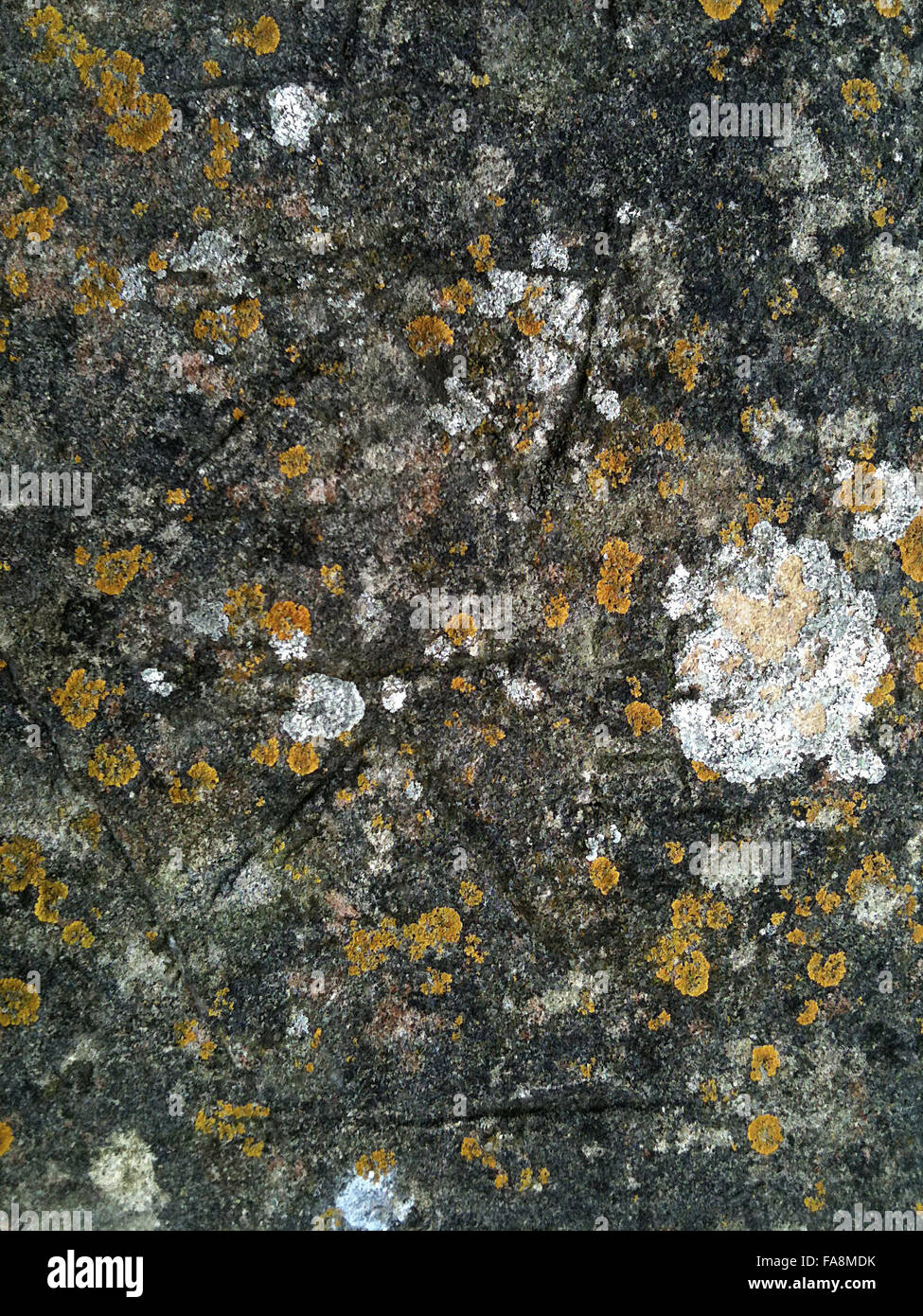 Lichen sur le pont palladien au paysage du parc Avant jardin, salle de bain, dans le Somerset. Image prise sur un i-phone, taille de fichier maximum 9MB. Banque D'Images