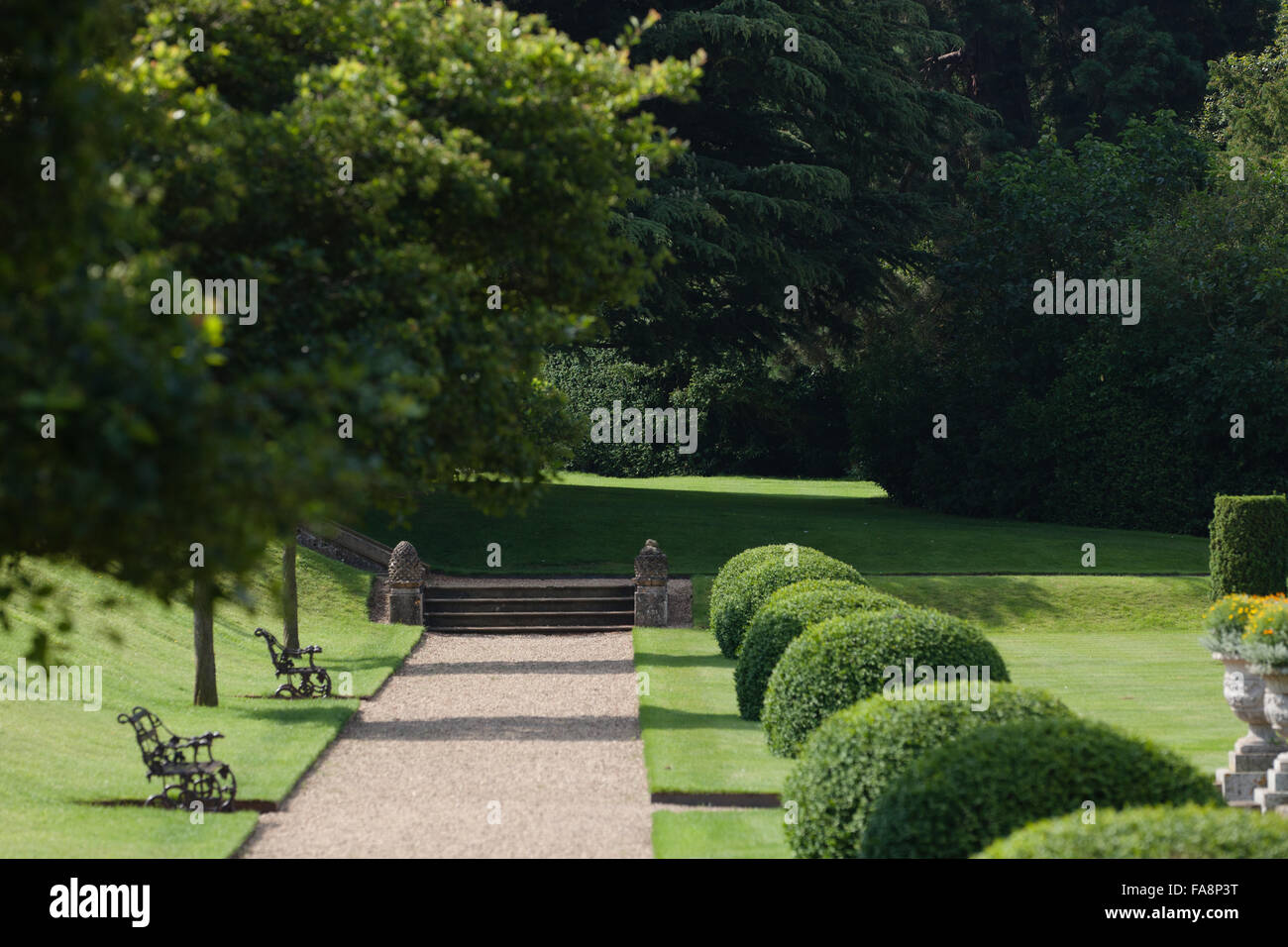 Chemin bordé d'Art Topiaire dans le jardin italien à Belton House, Lincolnshire. Banque D'Images