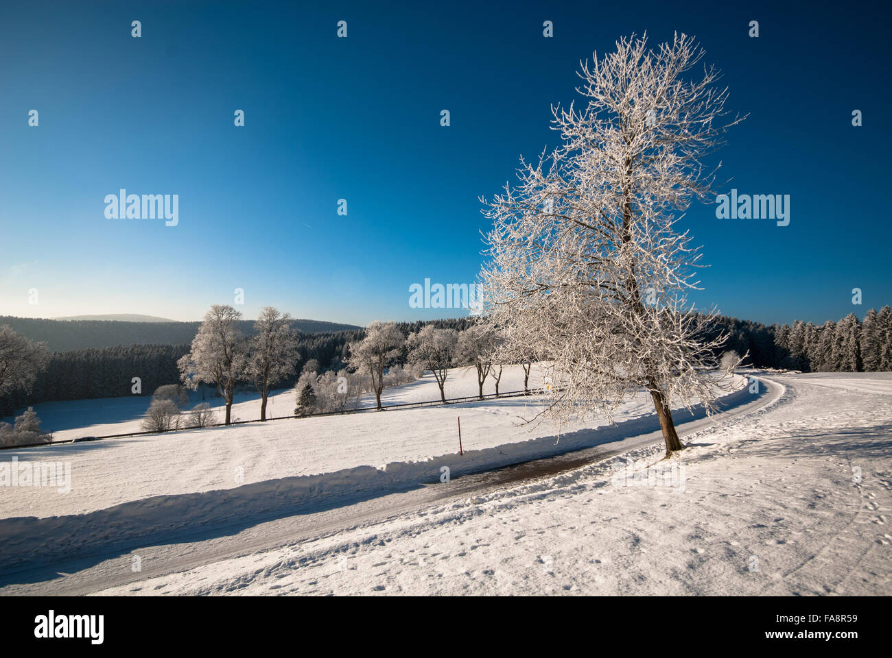 Paysage d'hiver avec route et arbres couverts de neige en Allemagne Banque D'Images