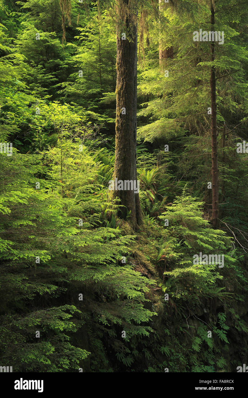 Forêt douce lumière le long de la rivière Quinault dans Olympic National Park, Washington Banque D'Images